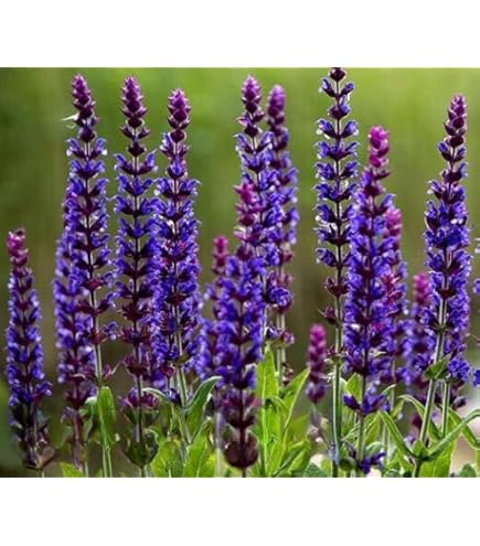 Woodland Sage 'West Friesland' with vibrant blue flower spikes in a sunny garden.

