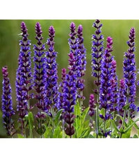 Woodland Sage 'West Friesland' with vibrant blue flower spikes in a sunny garden.

