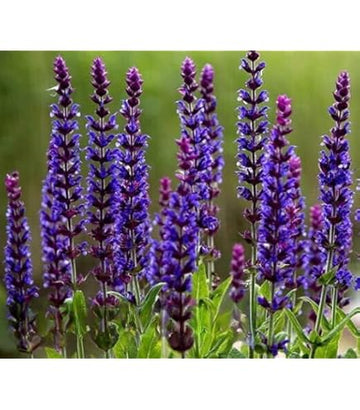 Woodland Sage 'West Friesland' with vibrant blue flower spikes in a sunny garden.
