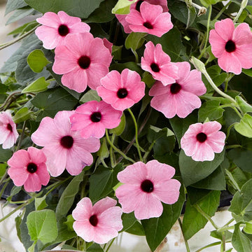 Light Pink Thunbergia Flower Seeds for Planting Seasonal Bloomer Heirloom & GMO Free Seeds for Home Garden
 
 Sale