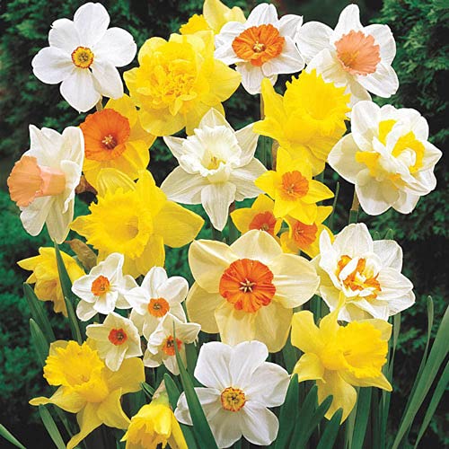 Mixed Daffodil flowers growing in an outdoor garden