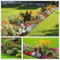 Mixed butterflies wildflower seeds for pollinator gardens