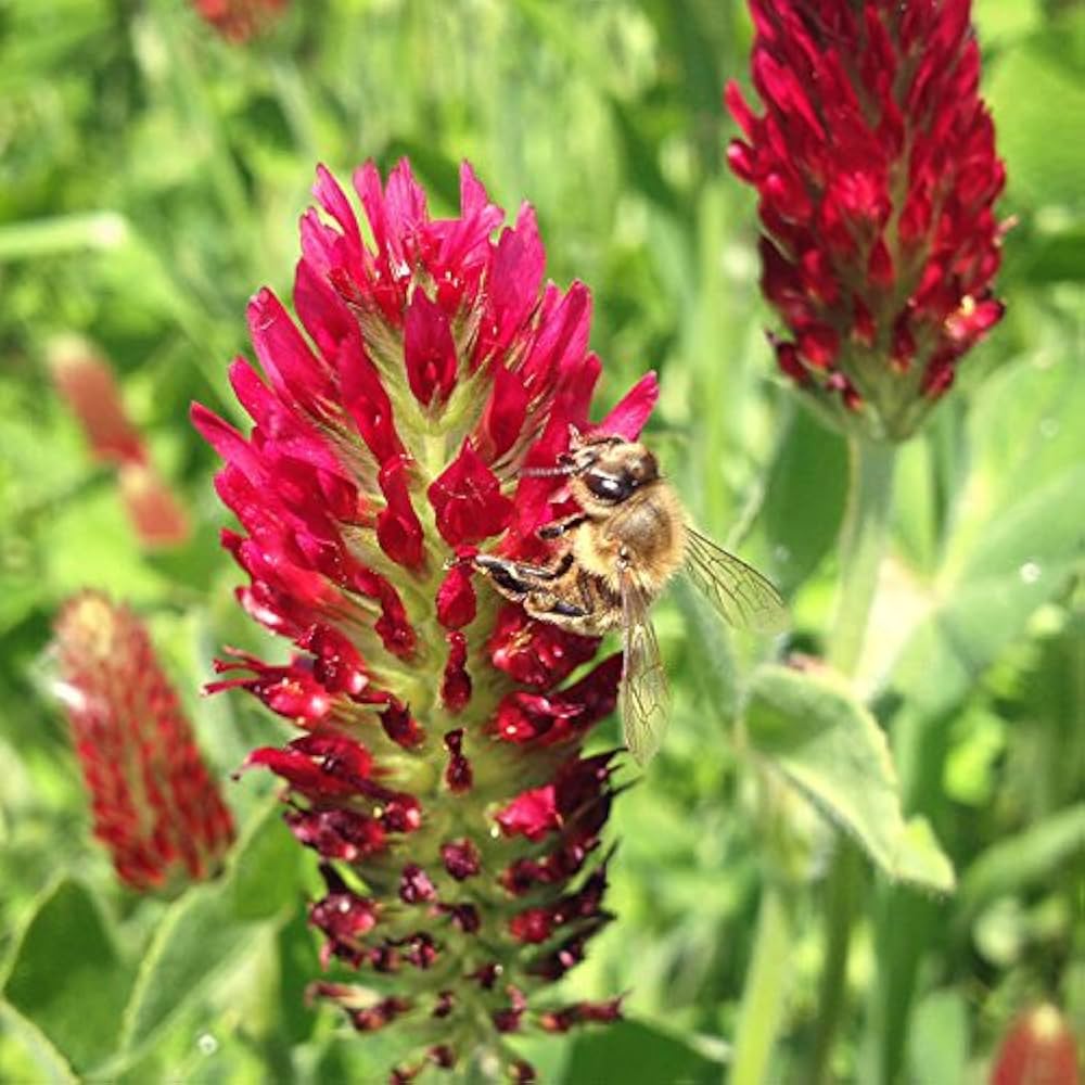 Red Crimson Flower seeds for Planting - Vibrant Colors, Heirloom & GMO Free Seeds for Home Garden