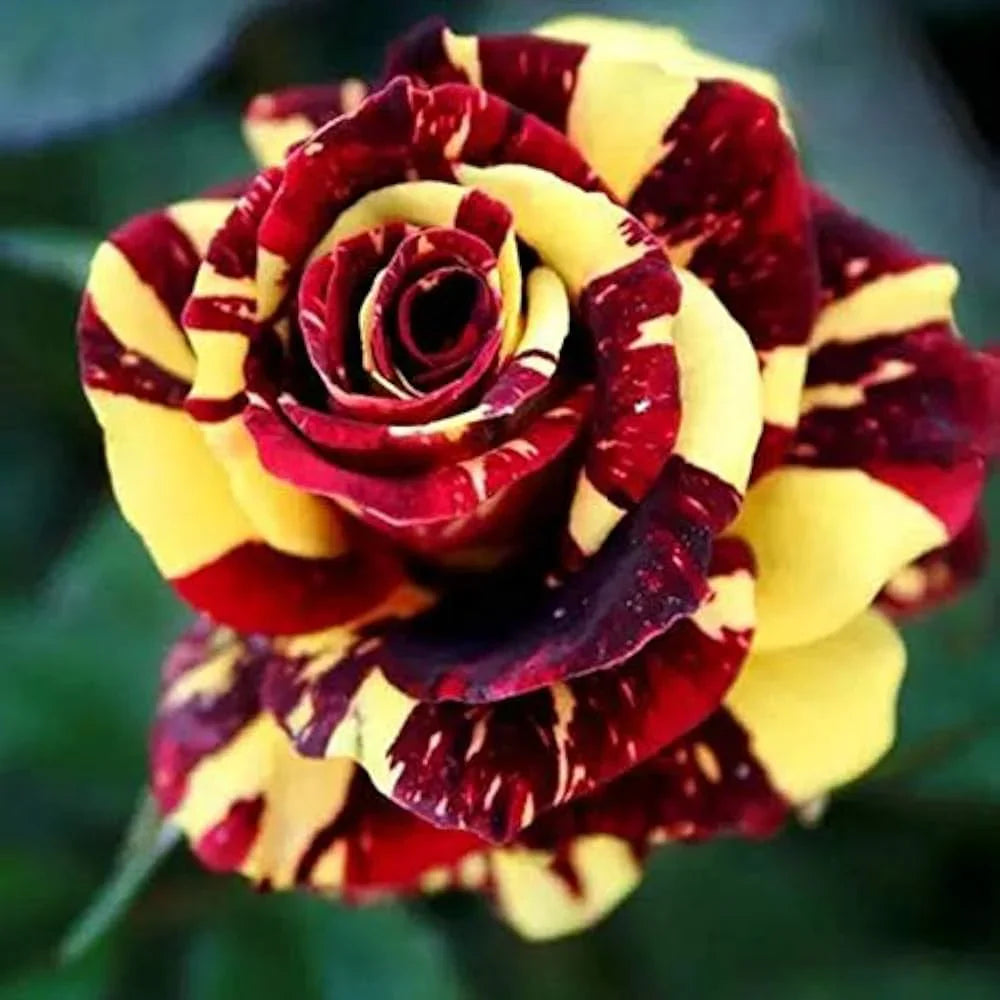Yellow Maroon Rose Flower seeds for Planting Shade Tolerant Heirloom & GMO Free Seeds for Home Garden