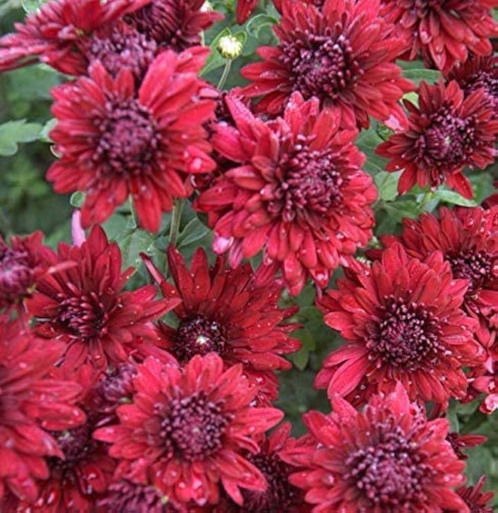 Maroon Red Chrysanthemum Flower seeds for Planting - Wildflower Mix, Heirloom & GMO Free Seeds for Home Garden