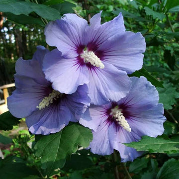 Green Purple Hibiscus Flower seeds for Planting - Shade Tolerant, Heirloom & GMO Free Seeds for Home Garden