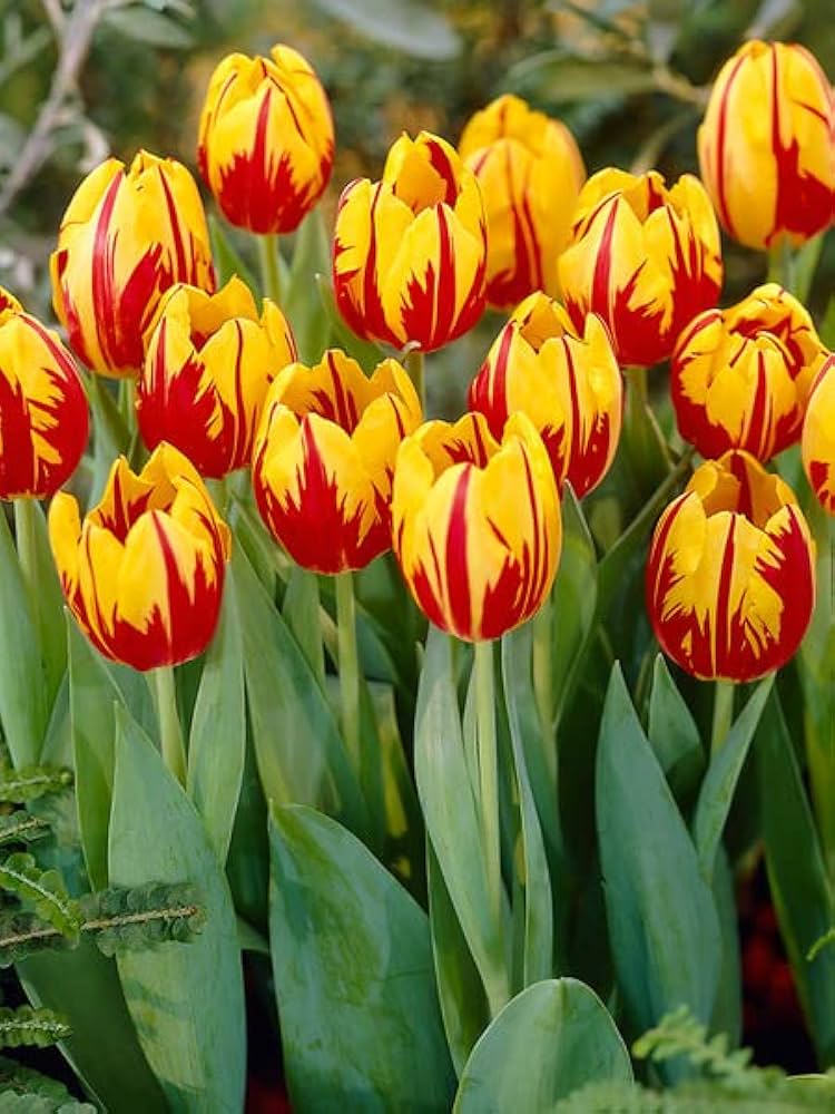 Yellow Red Tulip Flower Seeds for Planting – Heirloom NonGMO Premium Organic Garden Seeds with High Germination
 
 Sale
