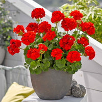 Geranium Flower seeds for Planting - Hardy Variety, Heirloom & GMO Free Seeds for Home Garden