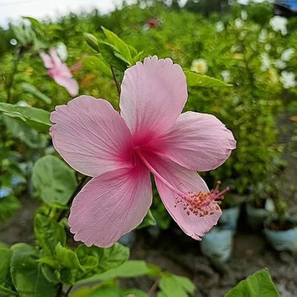 Pink Hibiscus Flower seeds for Planting Compact Growth Heirloom & GMO Free Seeds for Home Garden