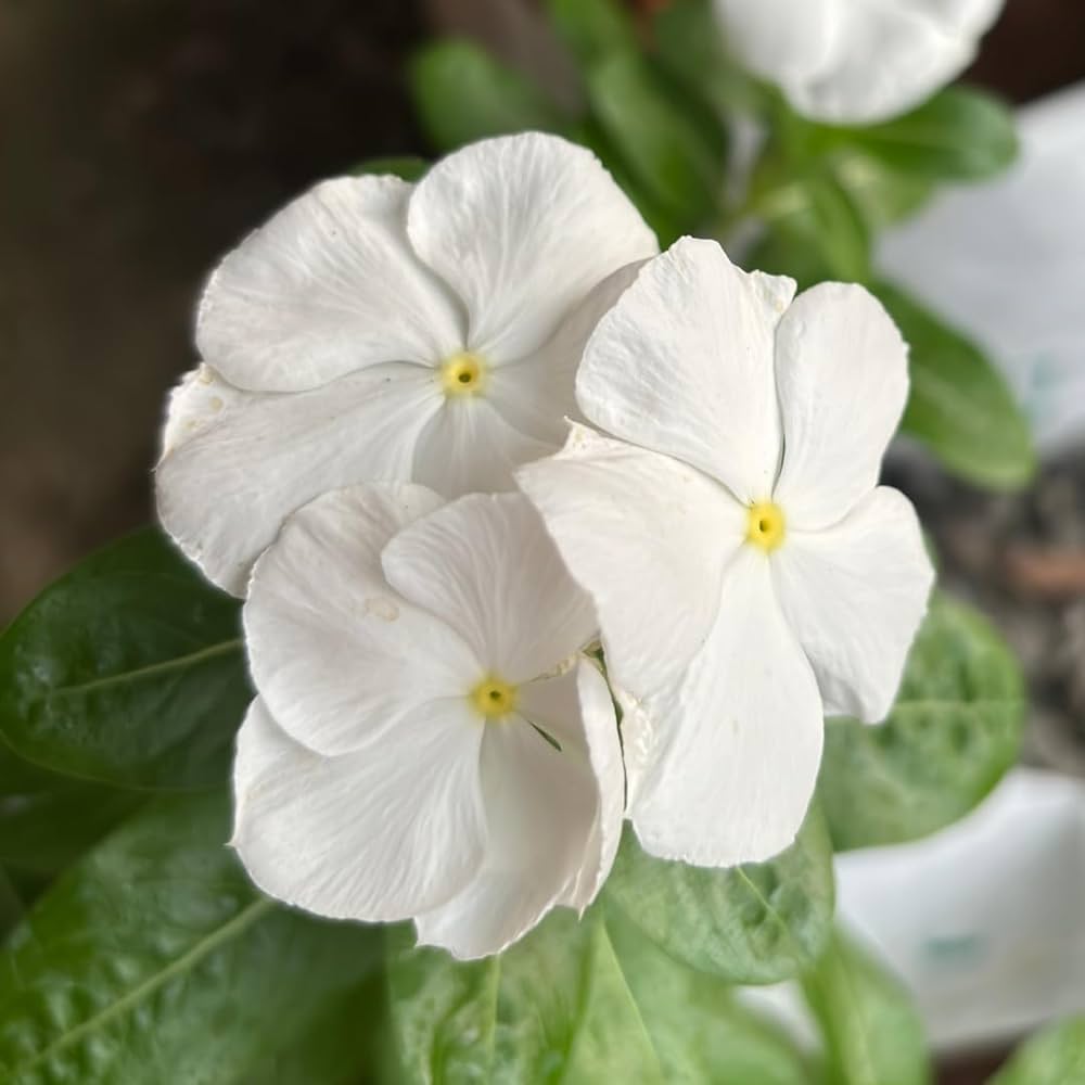 White Periwinkle Flower Seeds for Planting - Create Stunning Floral Arrangements