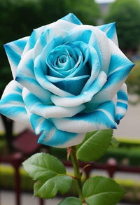Rose Rosa spp. flower seeds for planting