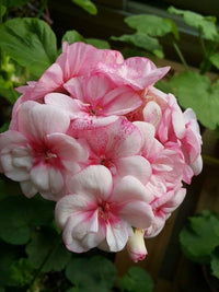 Light Pink White Geranium Flower Seeds for Planting Easy to Grow Heirloom & GMO Free Seeds for Home Garden
 
 Sale