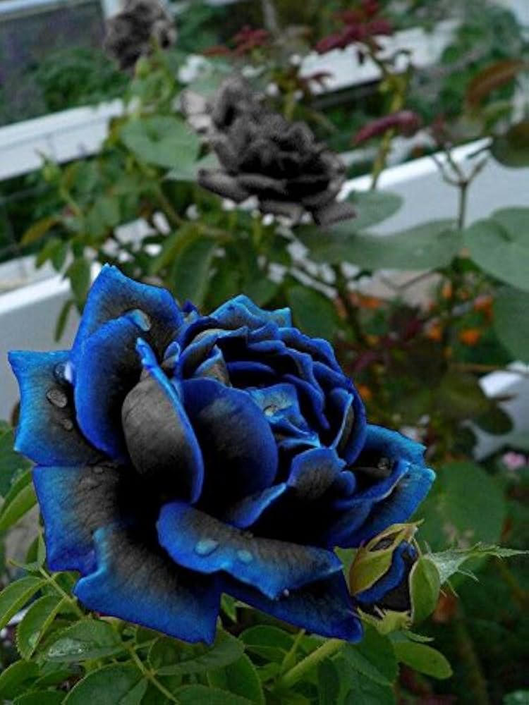 Midnight Supreme Dark Blue Rose Flower seeds for Planting - Pollinator Friendly, Heirloom & GMO Free Seeds for Home Garden