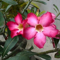 Adenium Obesum Flower seeds for Planting - Colorful Display, Heirloom & GMO Free Seeds for Home Garden
 
 Sale for planting in home garden
