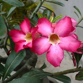 Adenium Obesum Flower seeds for Planting - Colorful Display, Heirloom & GMO Free Seeds for Home Garden
 
 Sale for planting in home garden