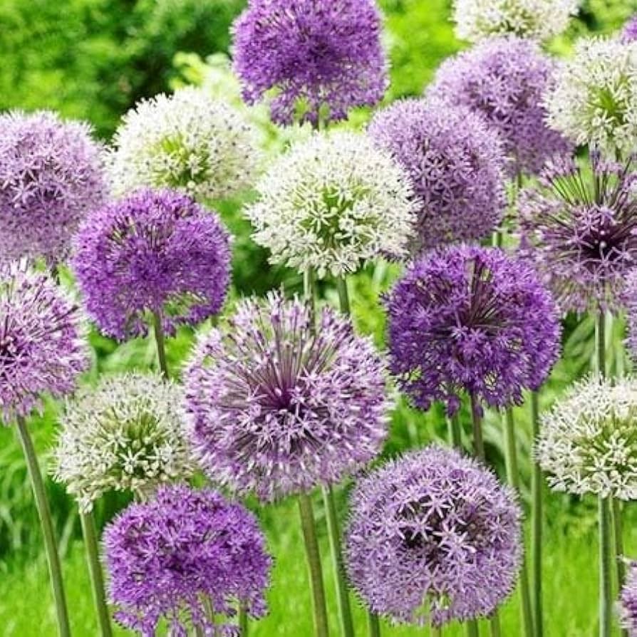 Allium bulb mix growing in a garden bed with green foliage