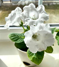 White Gloxinia Flower Seeds Flower seeds for Planting Bright Blooms Heirloom & GMO Free Seeds for Home Garden
