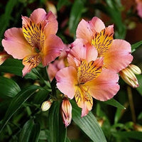 Peruvian Lily Alstroemeria spp Mixed Flower Seeds for Planting in Garden and Flower Bed