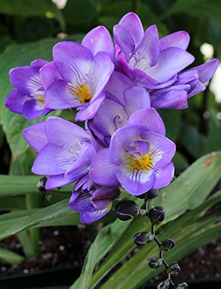 Violet Yellow Freesia Flower Seeds for Planting Cottage Garden Essential Heirloom & GMO Free Seeds for Home Garden
 
 Sale