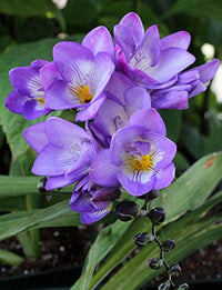 Violet Yellow Freesia Flower Seeds for Planting Cottage Garden Essential Heirloom & GMO Free Seeds for Home Garden
 
 Sale