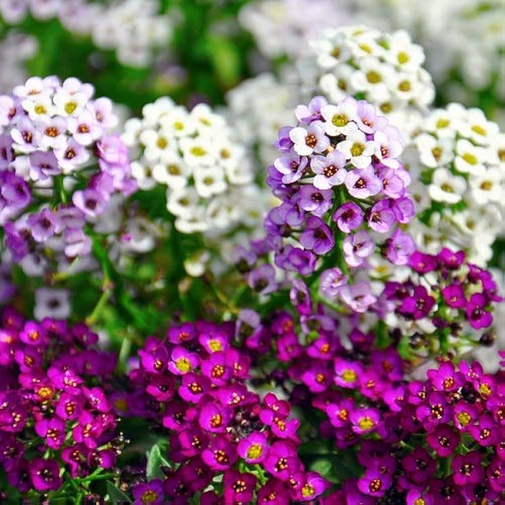 Alyssum Easter Bonnet Violet Seeds for Fragrant Violet Flowers