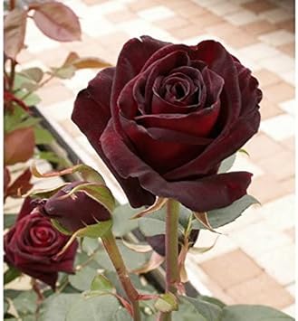 Red Baccara Flower seeds for Planting - Seasonal Bloomer, Heirloom & GMO Free Seeds for Home Garden
 
 Sale seeds for home garden