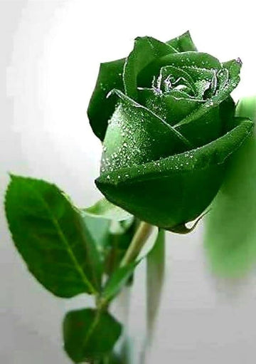 Dark Green Rose Flower Seeds for Planting Shade Tolerant Heirloom & GMO Free Seeds for Home Garden  Sale