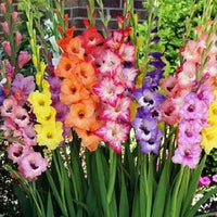 Perennial Gladiolus Flower seeds for Planting Perfect for Borders Heirloom & GMO Free Seeds for Home Garden