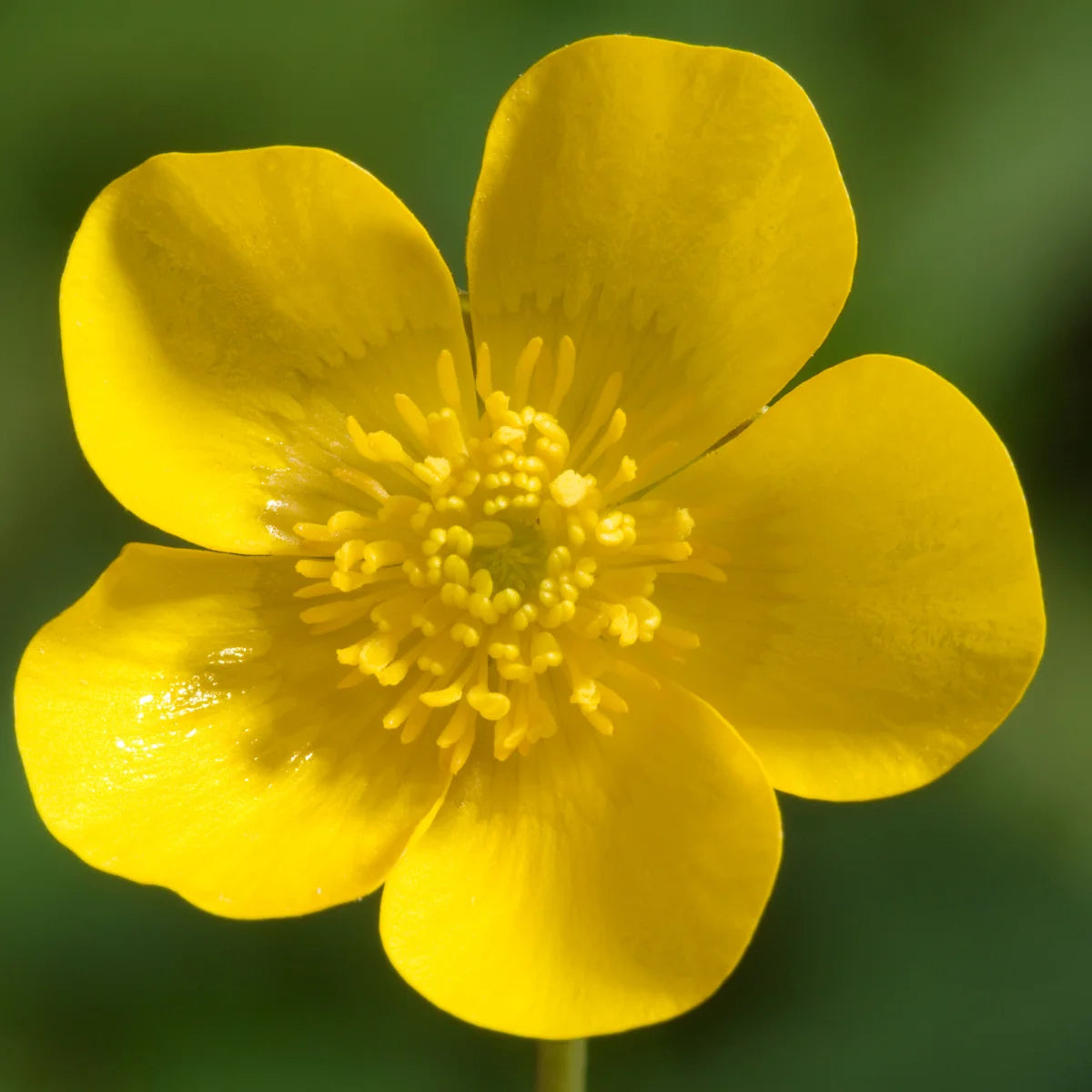 Yellow Buttercup Flower Seeds Planting Essentials