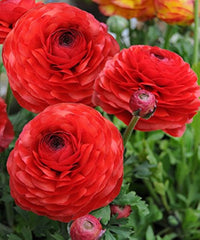 Ranunculus Perennial Flower seeds for Planting, Drought Tolerant Heirloom & GMO Free Seeds for Home Garden