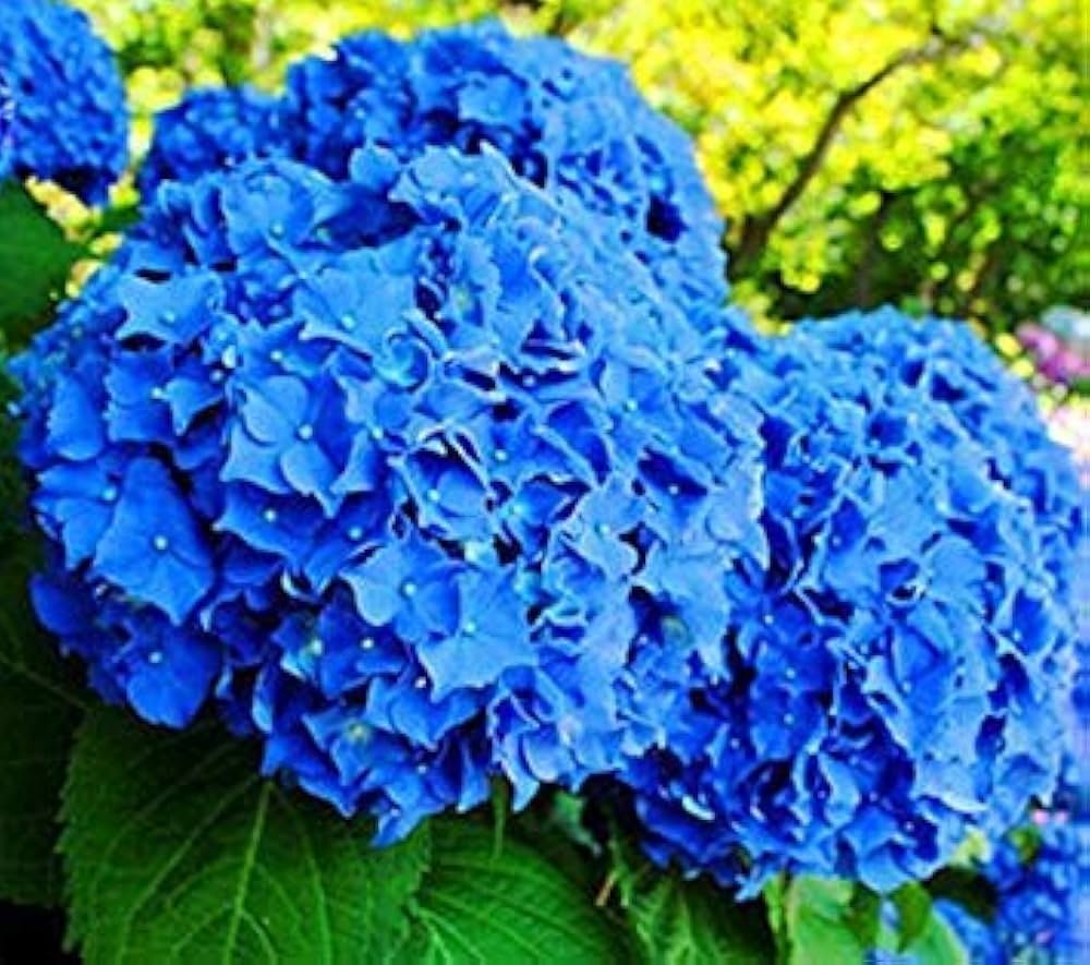 Geranium Flower Seeds for Vibrant Blooms - Easy Planting Guide