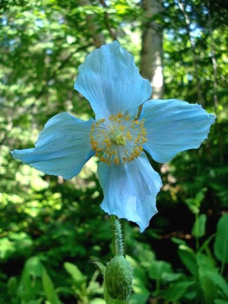 Himalayan Blue Poppy Seeds for Planting Meconopsis Betonicifolia for Cool Gardens