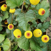 Yellow Acmella Oleracea Flower seeds for Planting - Shade Tolerant, Heirloom & GMO Free Seeds for Home Garden