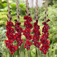 Maroon Gladiolus Flower Seeds for Planting – Sun Loving Heirloom & NonGMO Seeds for Home Garden
 
 Sale