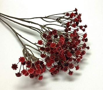Dark Red Gypsophila Flower Seeds for Planting Garden Favorite Heirloom & GMO Free Seeds for Home Garden
 
 Sale