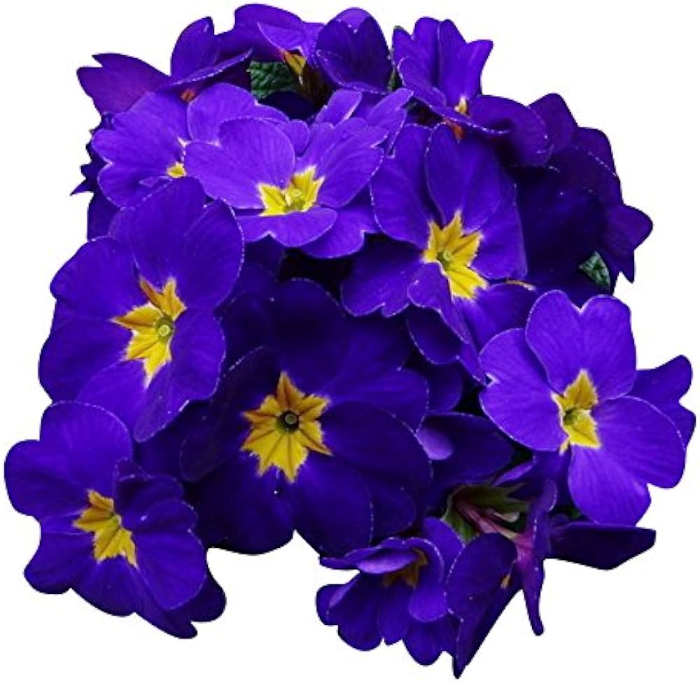 Purple Yellow Primula Malacoides Seeds Flower seeds for Planting Bright Blossoms Heirloom & GMO Free Seeds For Home Garden 
 
 Sale
