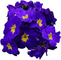 Violet Yellow Primula Malacoides Flower Seeds Flower seeds for Planting Sun Loving Heirloom & GMO Free Seeds for Home Garden