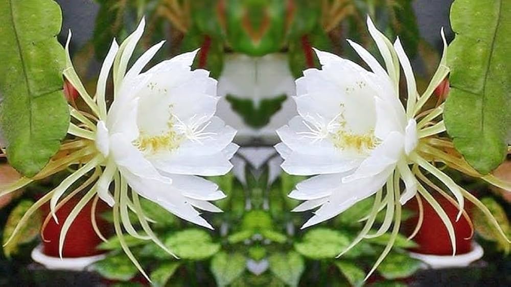 White Epiphyllum Flower Seeds – Fragrant Blooms Heirloom & NonGMO Seeds for Home Garden
 
 Sale