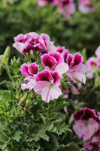 Mini Geranium Seeds for Planting Pelargonium Zonale flower bed container garden