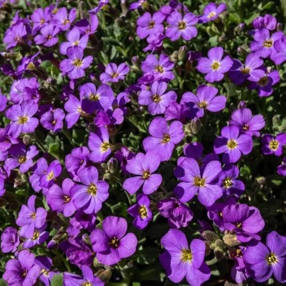 Purple Aubrieta Cascade Flower seeds for Planting - Shade Tolerant, Heirloom & GMO Free Seeds for Home Garden