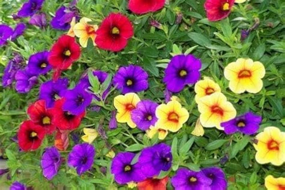 Vibrant Calibrachoa plant growing in a decorative container.