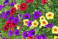 Vibrant Calibrachoa plant growing in a decorative container.