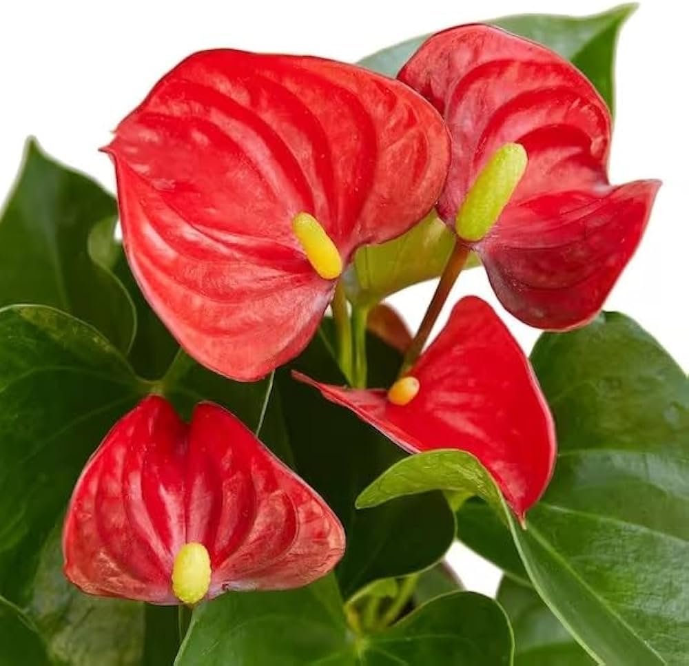 Red Anthurium Flower seeds for Planting - Compact Growth, Heirloom & GMO Free Seeds for Home Garden