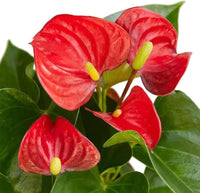 Red Anthurium Flower seeds for Planting - Compact Growth, Heirloom & GMO Free Seeds for Home Garden