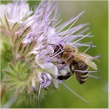 Purple Phacelia Tanacetifolia Flower seeds for Planting - Wildflower Mix, Heirloom & GMO Free Seeds for Home Garden
 
 Sale for planting in home garden