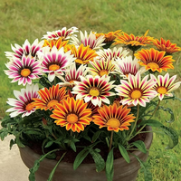 Gazania Sole Mix Gazania rigens Seeds for Planting flower bed drought tolerant garden