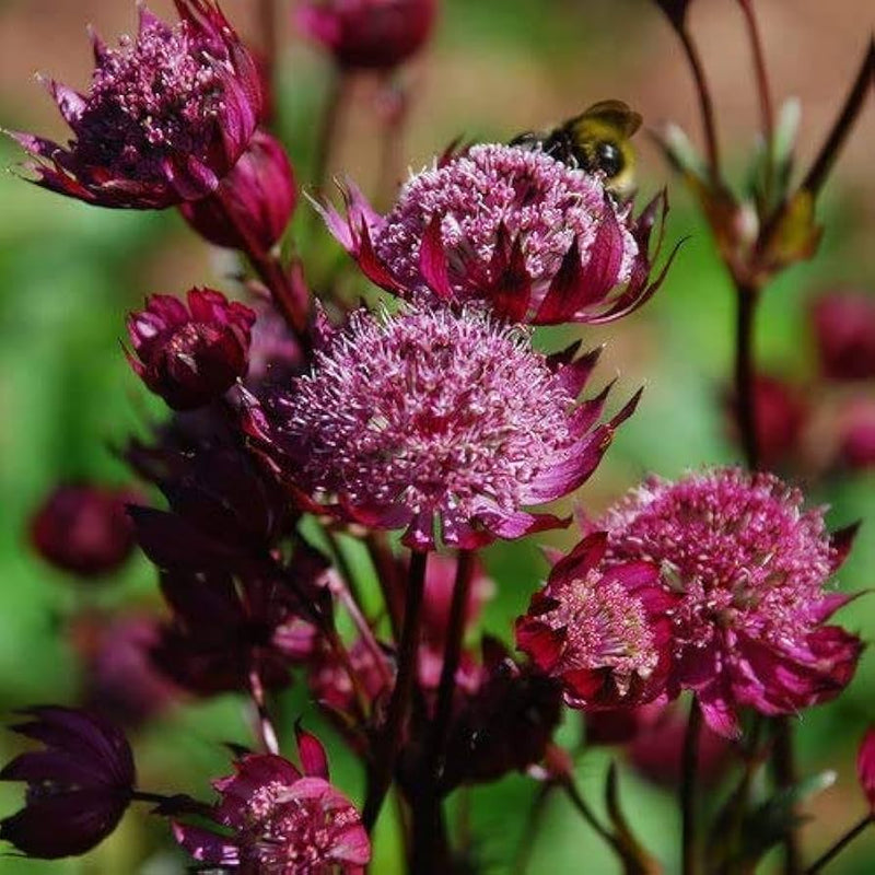 Purple Astrantia Flower Seeds for Planting