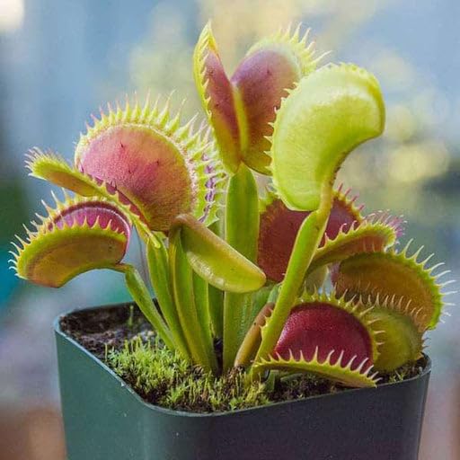 Pink Green Sundew for Planting Premium Quality Heirloom & GMO Free Seeds for Home Garden
 
 Sale