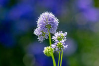 Globe Gilla Seeds for Stunning Globe-Shaped Flowers