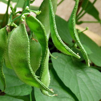 White Marrow Bean Seeds for Planting - High-Quality Vegetable Seeds